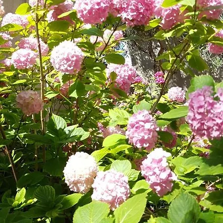 Drasko Maison d'hôtes Korčula