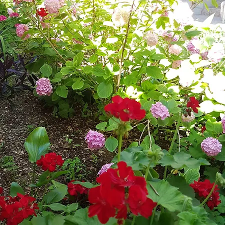 Drasko Maison d'hôtes Korčula