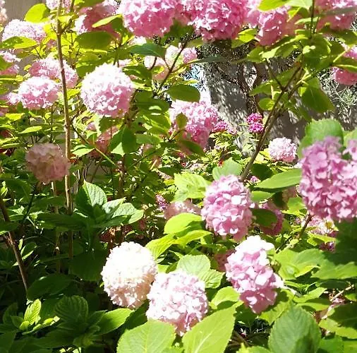 Drasko Guest house Korcula Town