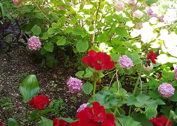 Drasko Guest house Korcula Town